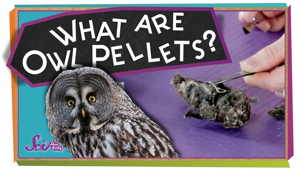 owl pellets